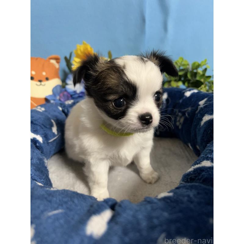 販売中の福岡県のチワワ(ロングコート)-445729の3枚目