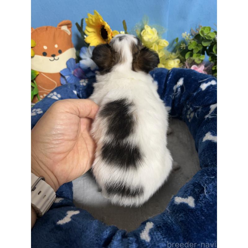 販売中の福岡県のチワワ(ロングコート)-445729の2枚目