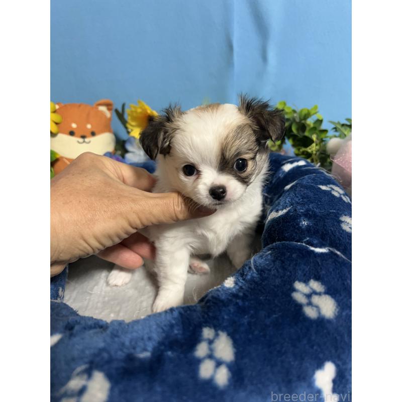 販売中の福岡県のチワワ(ロングコート)-445730の8枚目