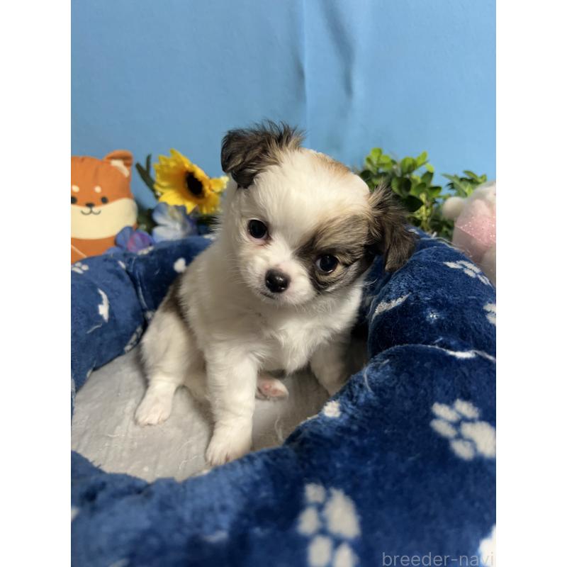 販売中の福岡県のチワワ(ロングコート)-445730の7枚目