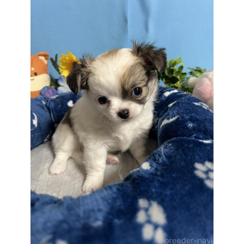 販売中の福岡県のチワワ(ロングコート)-445730の6枚目