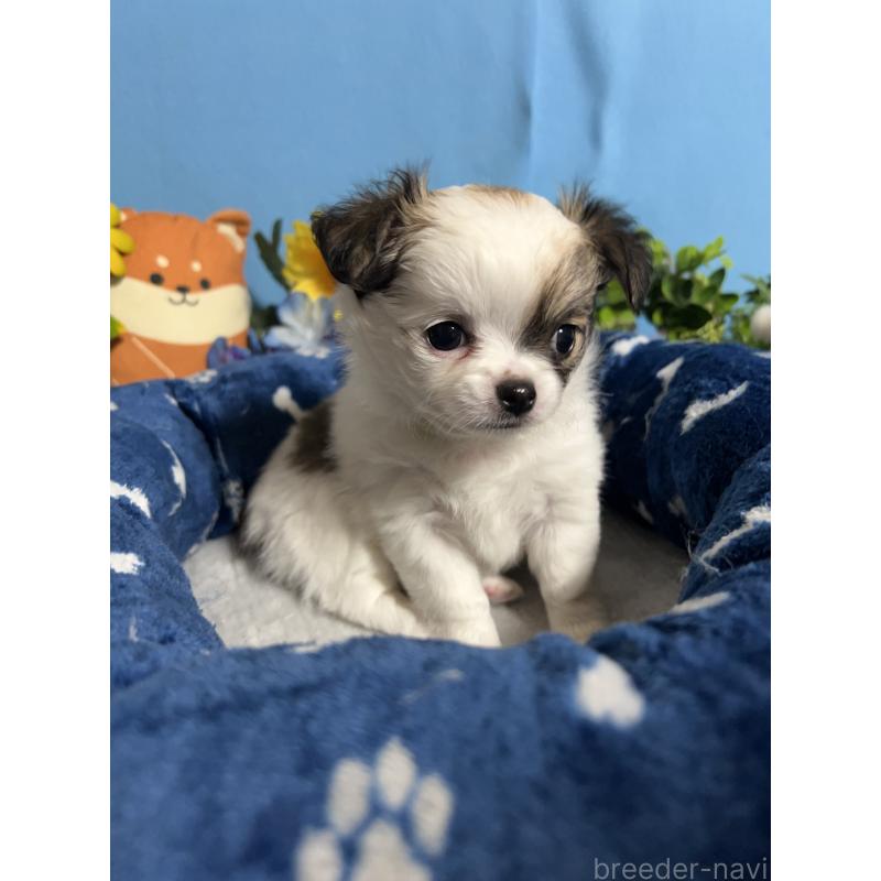 販売中の福岡県のチワワ(ロングコート)-445730の5枚目