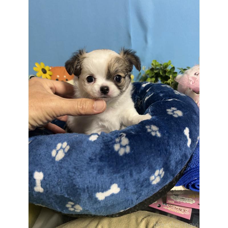 販売中の福岡県のチワワ(ロングコート)-445730の4枚目