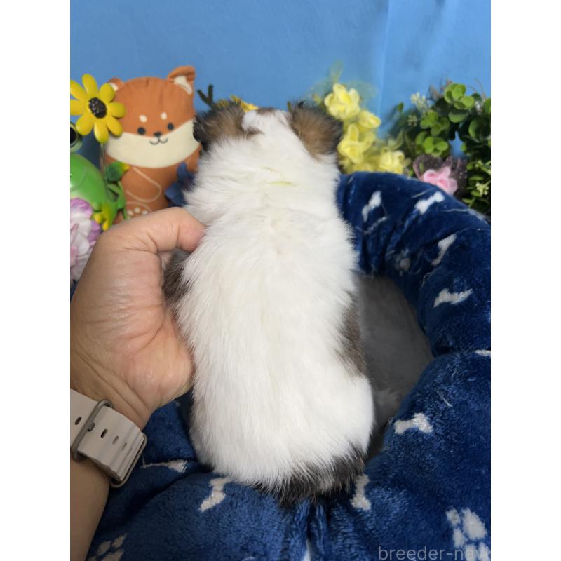 販売中の福岡県のチワワ(ロングコート)-445730の3枚目