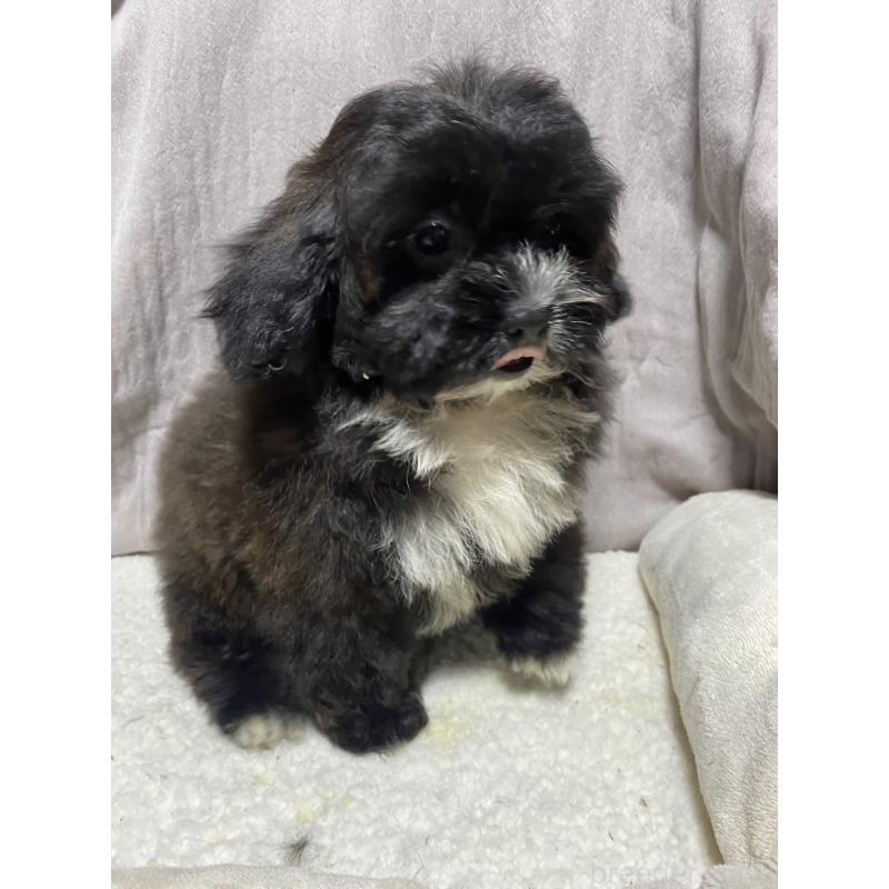 販売中の北海道のミックス犬-445731の4枚目