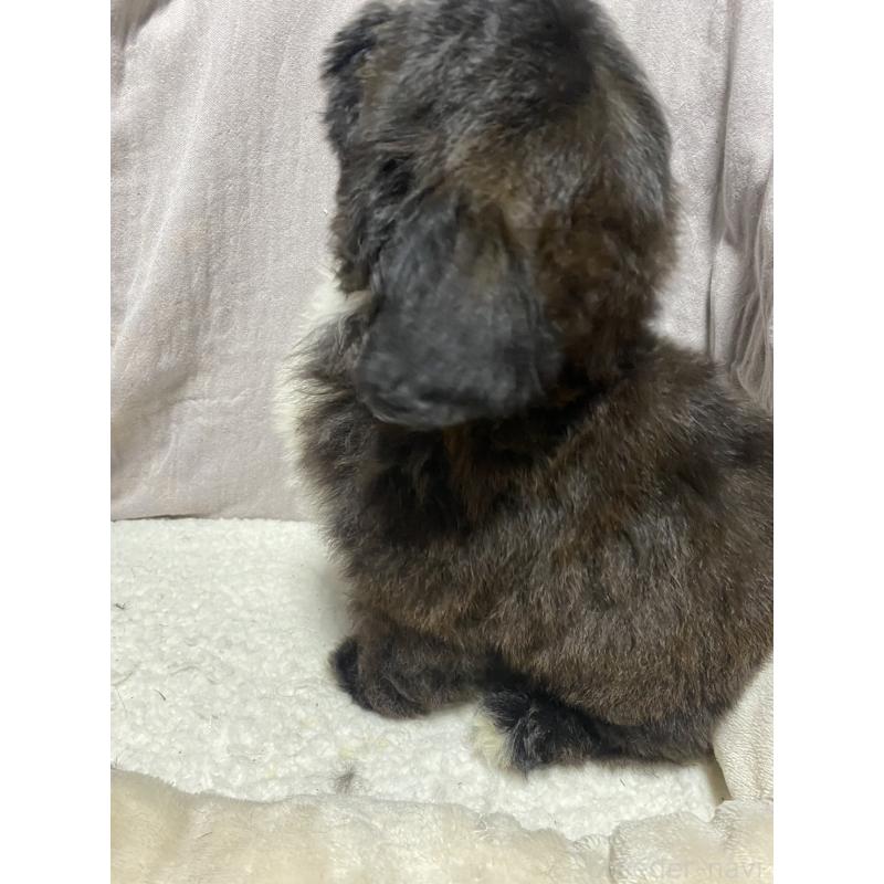 販売中の北海道のミックス犬-445731の2枚目