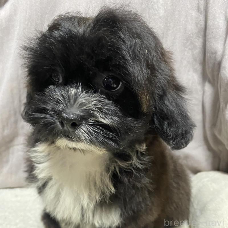 販売中の北海道のミックス犬-445731の1枚目