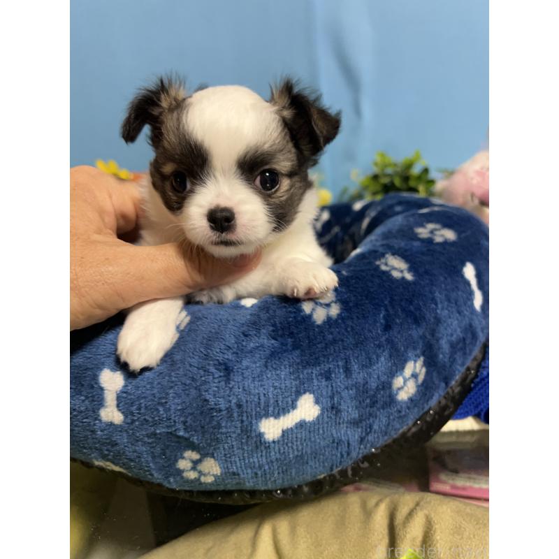 販売中の福岡県のチワワ(ロングコート)-445733の5枚目