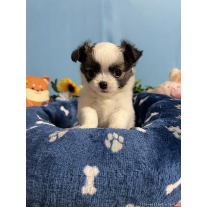 販売中の福岡県のチワワ(ロングコート)-445733の3枚目