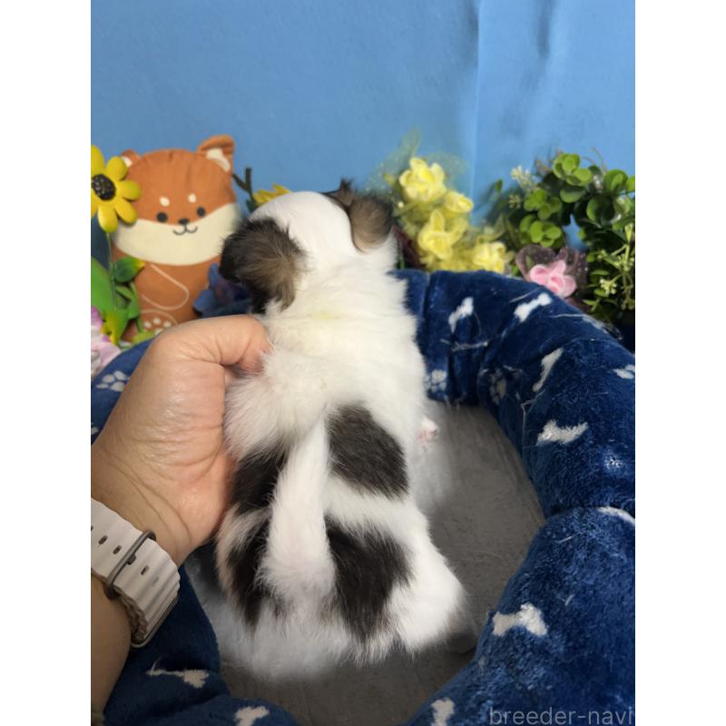 販売中の福岡県のチワワ(ロングコート)-445733の2枚目