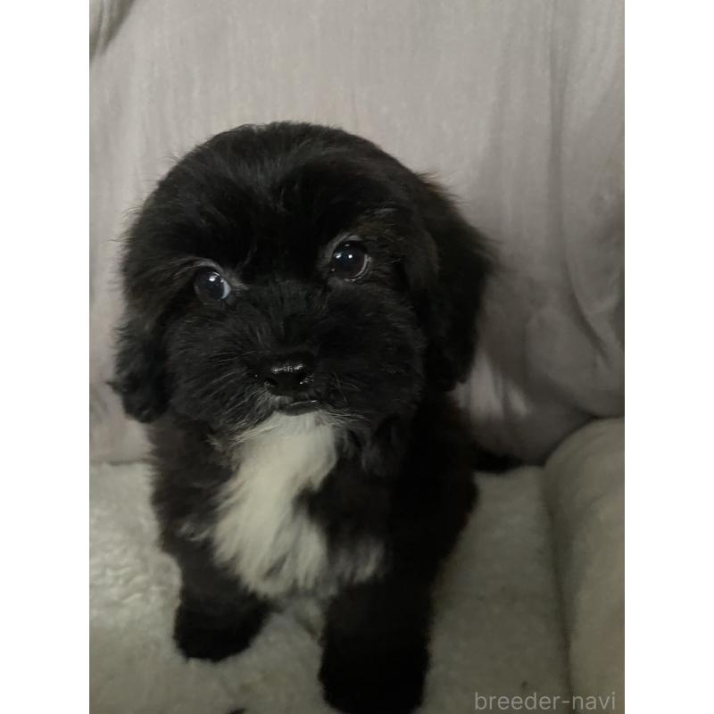 販売中の北海道のミックス犬-445732の4枚目