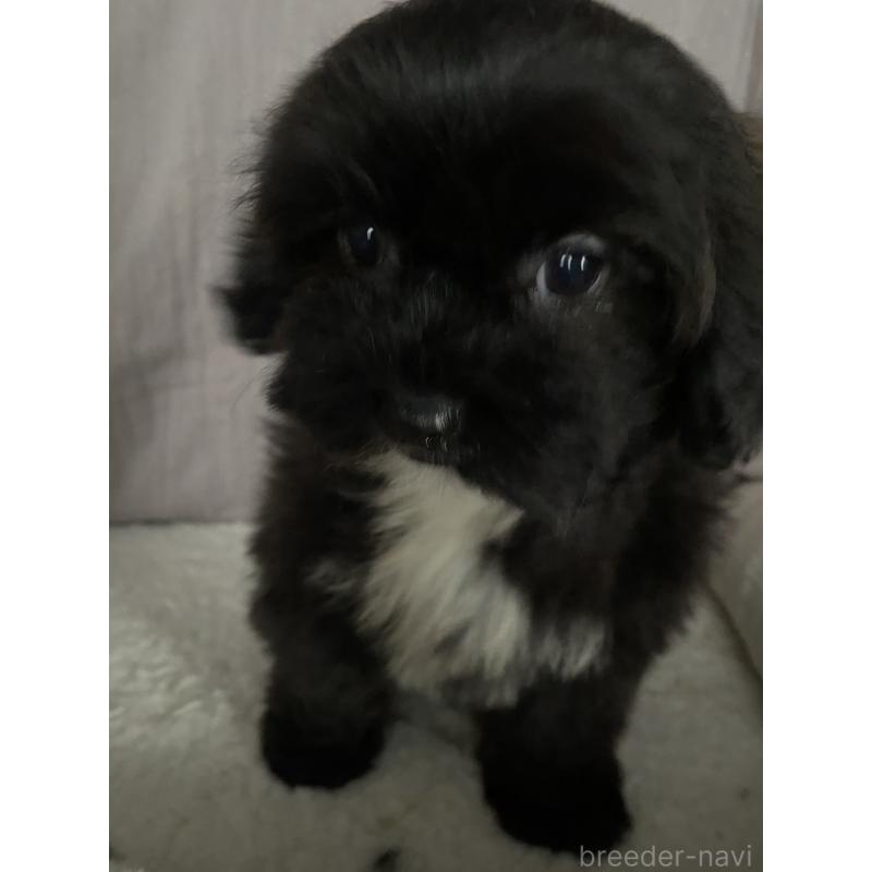 販売中の北海道のミックス犬-445732の3枚目