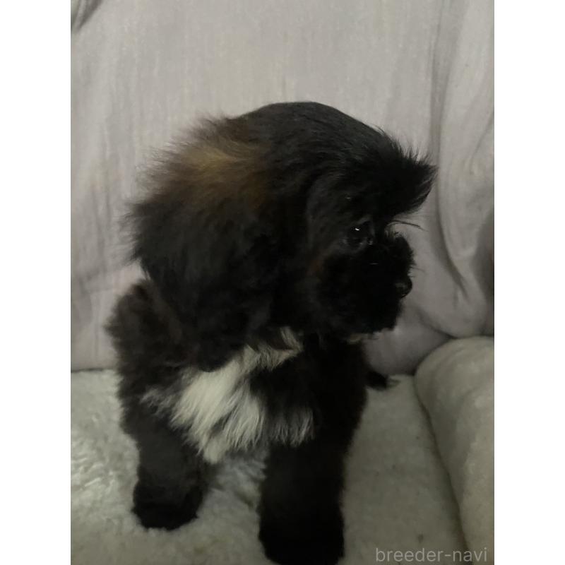 販売中の北海道のミックス犬-445732の2枚目