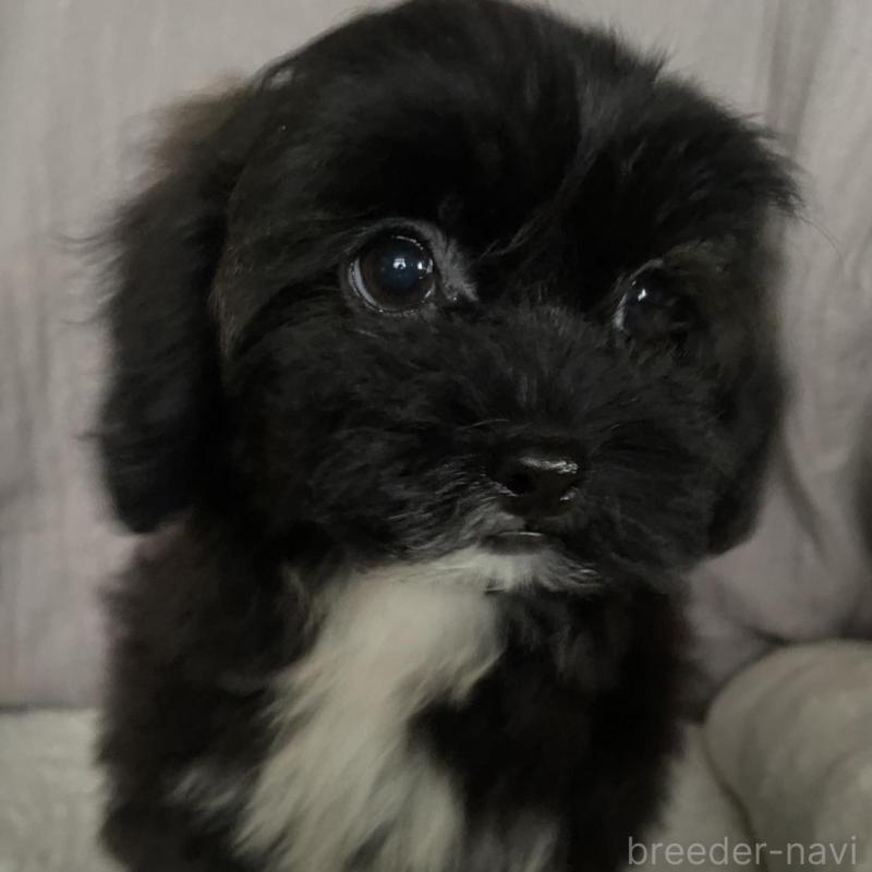 販売中の北海道のミックス犬-445732