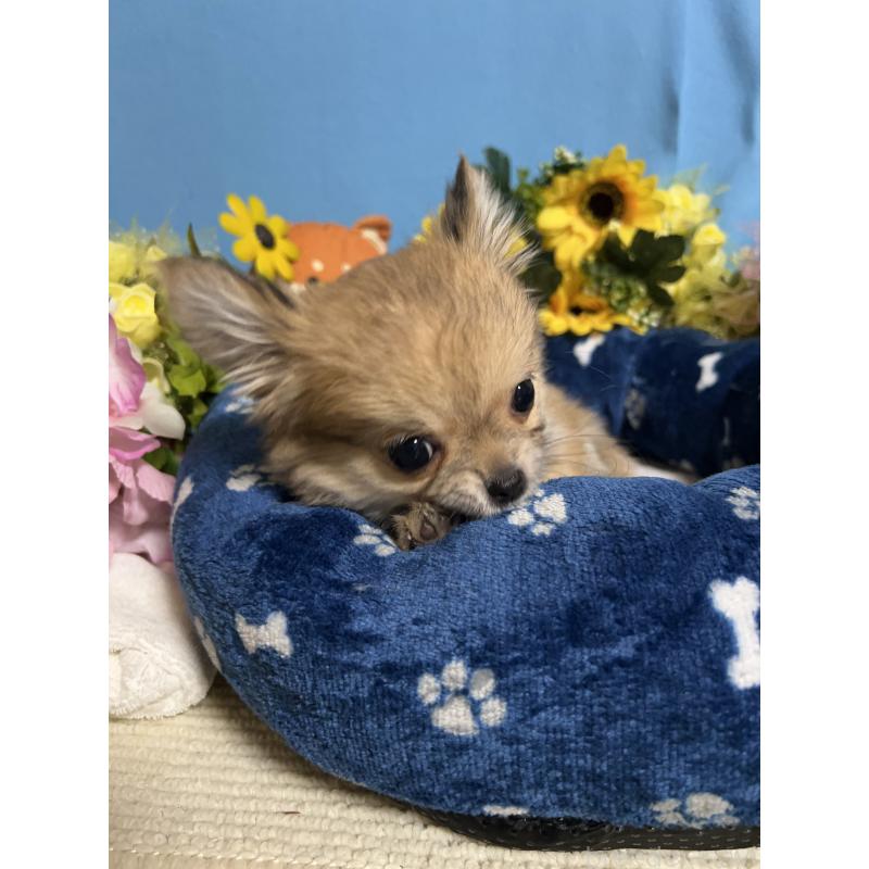 販売中の福岡県のチワワ(ロングコート)-436732の8枚目