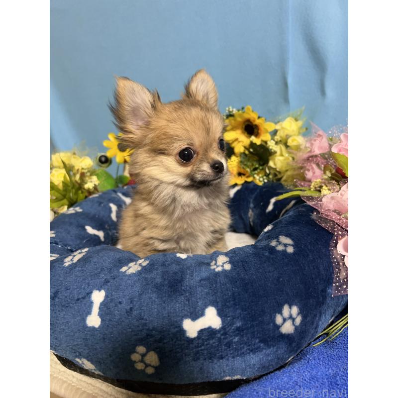 販売中の福岡県のチワワ(ロングコート)-436732の7枚目