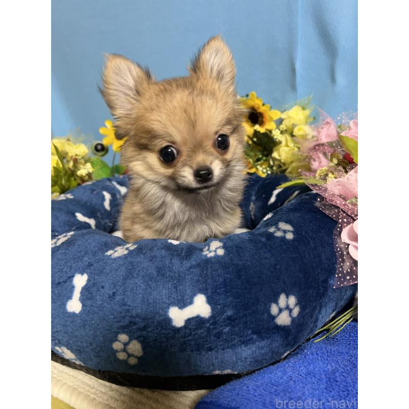 販売中の福岡県のチワワ(ロングコート)-436732の6枚目