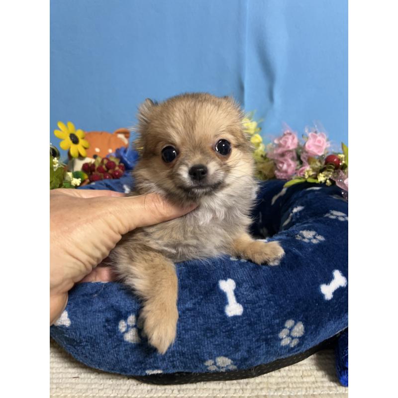 販売中の福岡県のチワワ(ロングコート)-436732の4枚目