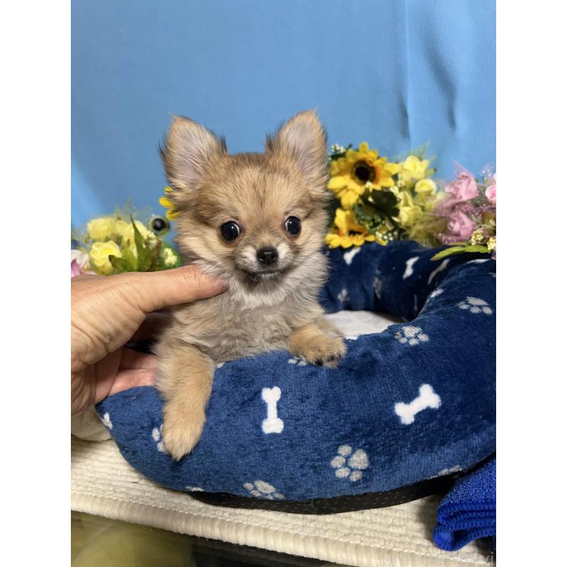 販売中の福岡県のチワワ(ロングコート)-436732の3枚目