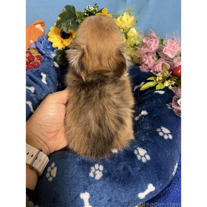 販売中の福岡県のチワワ(ロングコート)-436732の2枚目