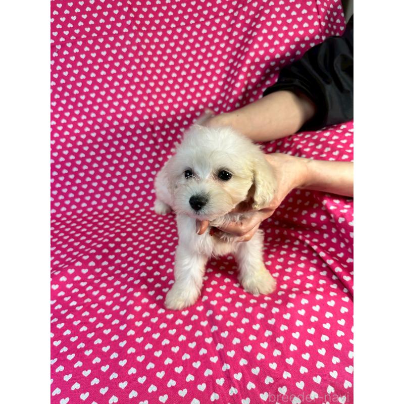 販売中の北海道のミックス犬-445734の4枚目