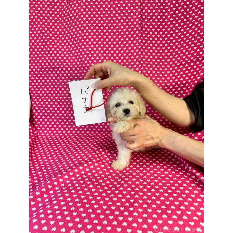 販売中の北海道のミックス犬-445734の3枚目