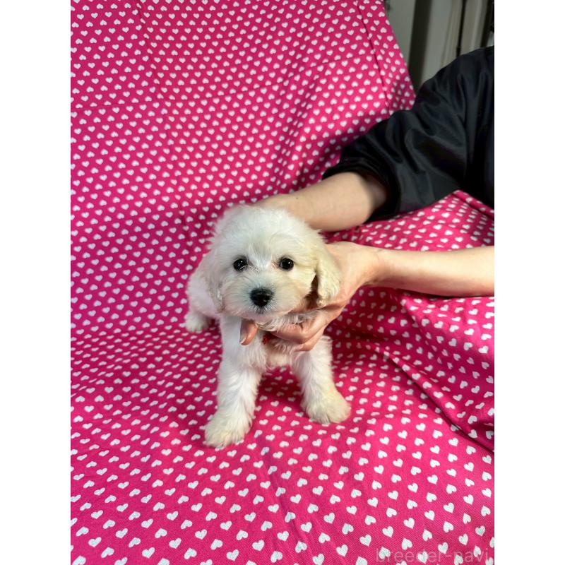 販売中の北海道のミックス犬-445734の2枚目