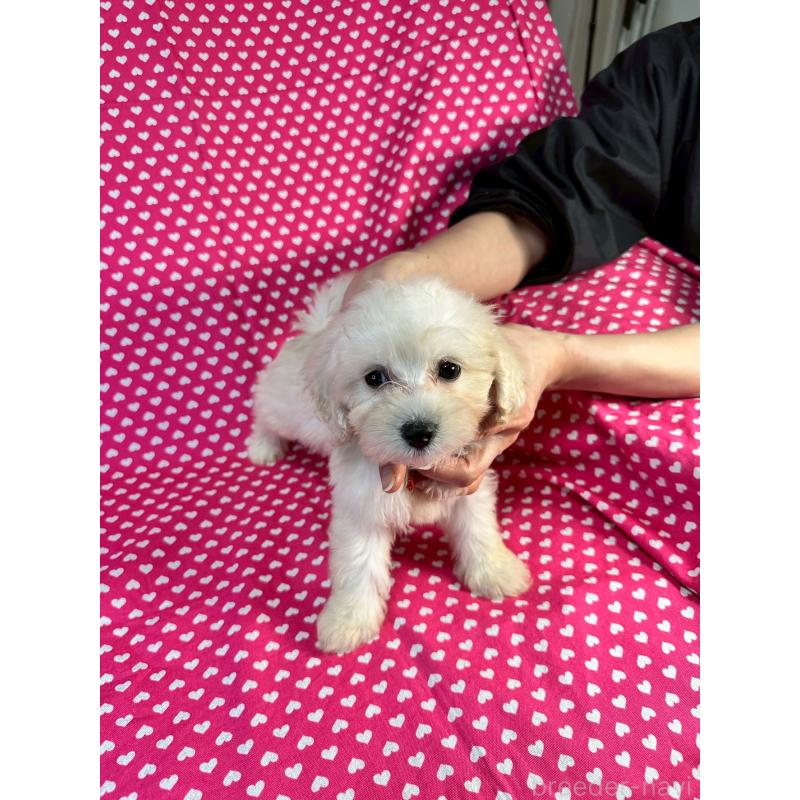 販売中の北海道のミックス犬-445734