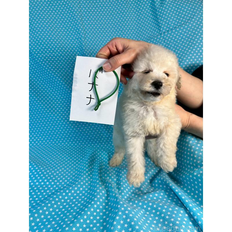 販売中の北海道のミックス犬-445735の4枚目