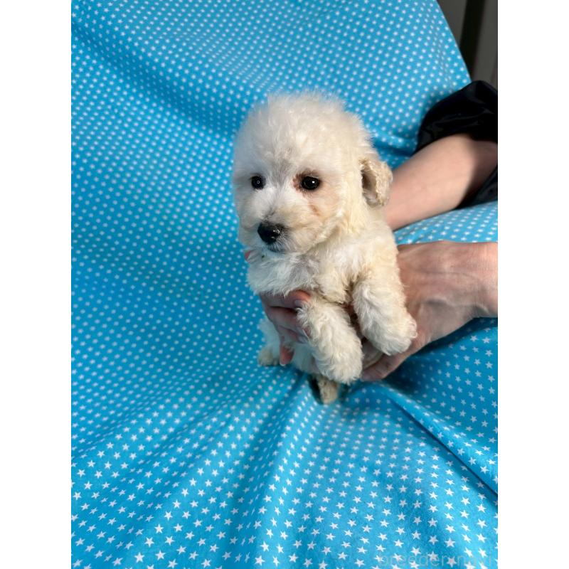 販売中の北海道のミックス犬-445735の3枚目