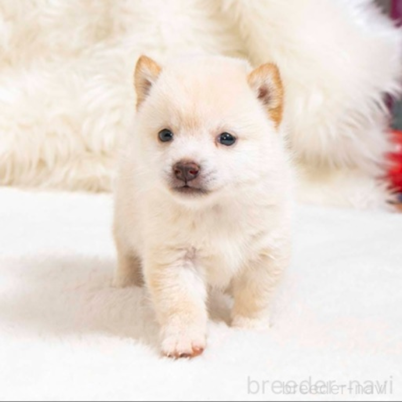 販売中の大分県の豆柴-445736