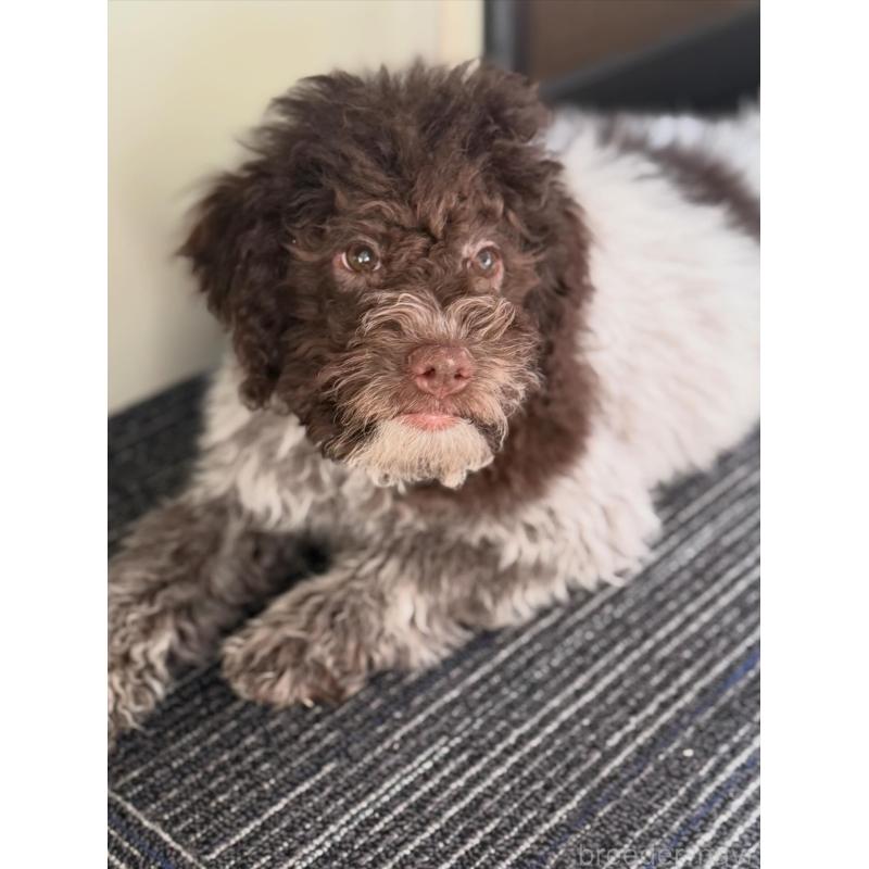 販売中の群馬県のロマーニャウォータードッグ(ラゴット)-437887の2枚目