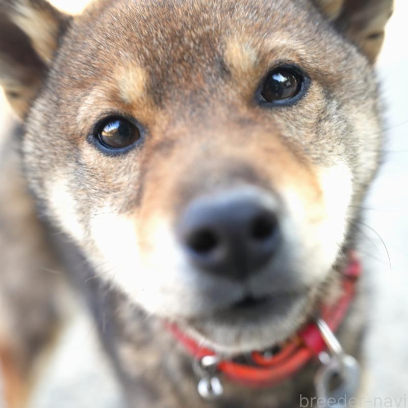 販売中の千葉県の柴犬-445979の1枚目