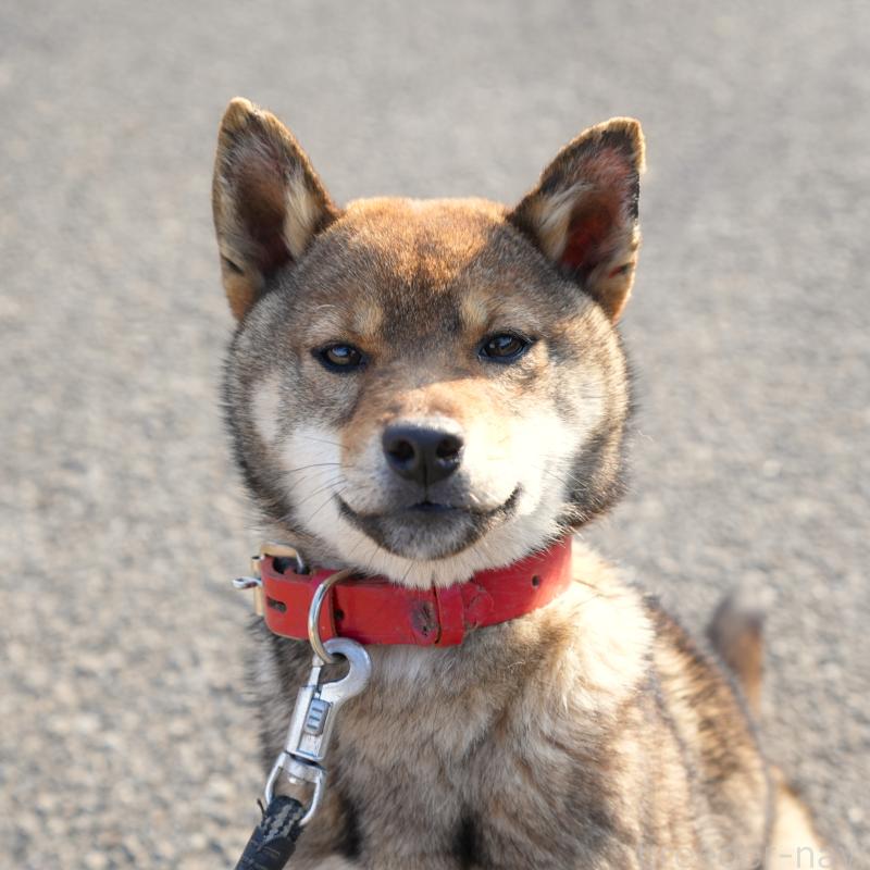 販売中の千葉県の柴犬-445979の10枚目