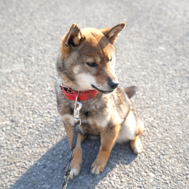 販売中の千葉県の柴犬-445979の8枚目