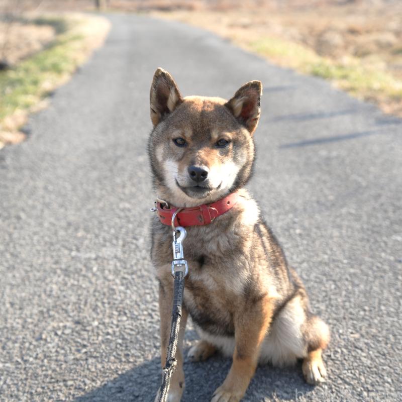 販売中の千葉県の柴犬-445979の7枚目