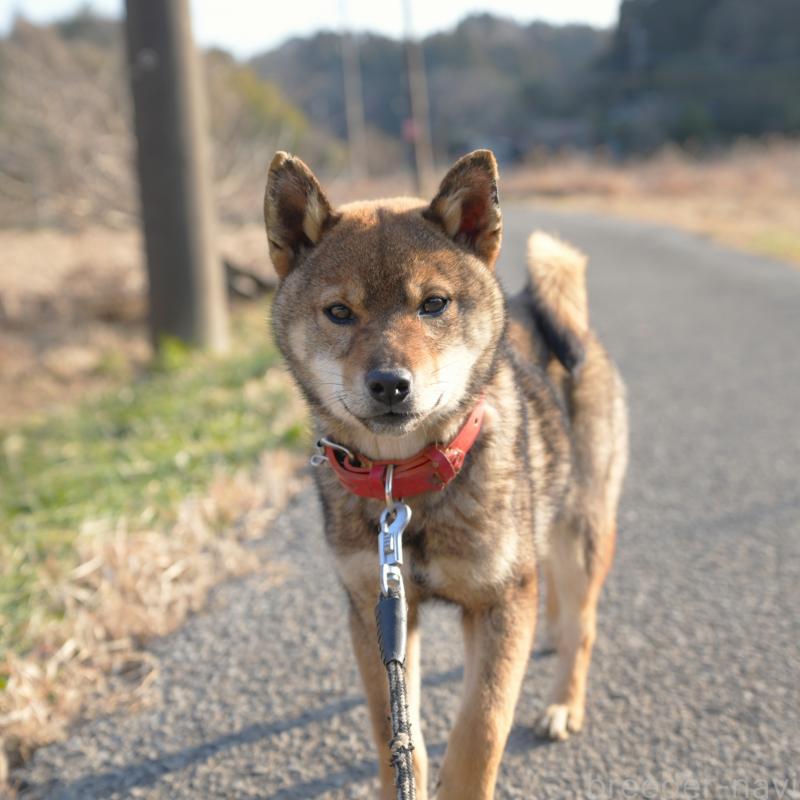販売中の千葉県の柴犬-445979の6枚目