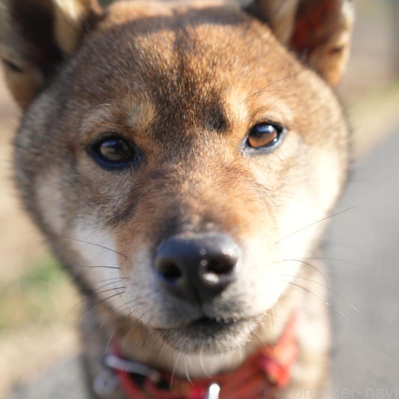 販売中の千葉県の柴犬-445979の5枚目