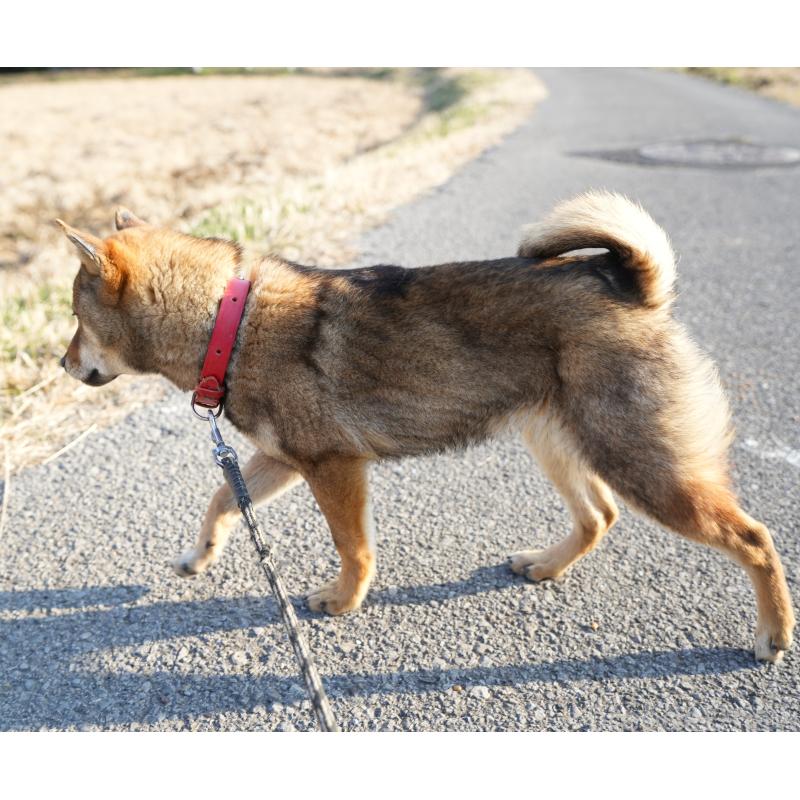 販売中の千葉県の柴犬-445979の4枚目