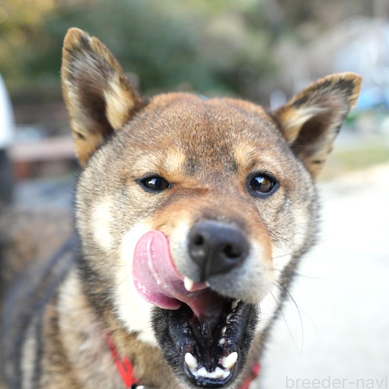 販売中の千葉県の柴犬-445979の2枚目