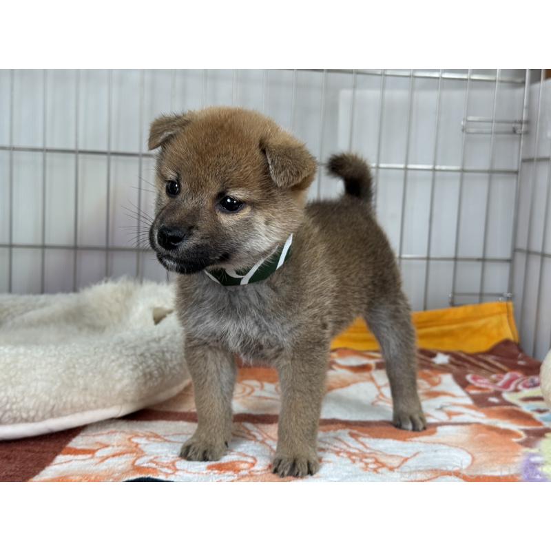 販売中の岡山県の柴犬-445996の6枚目