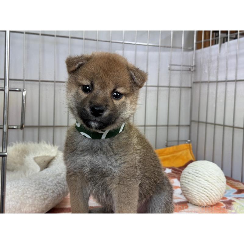 販売中の岡山県の柴犬-445996の3枚目