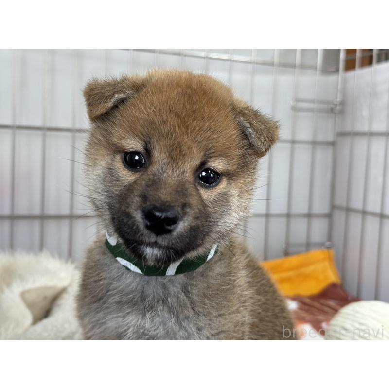販売中の岡山県の柴犬-445996の1枚目
