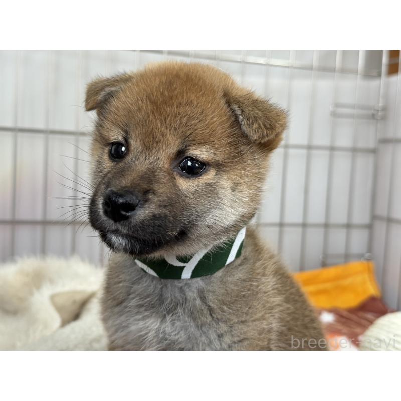 販売中の岡山県の柴犬-445996の2枚目