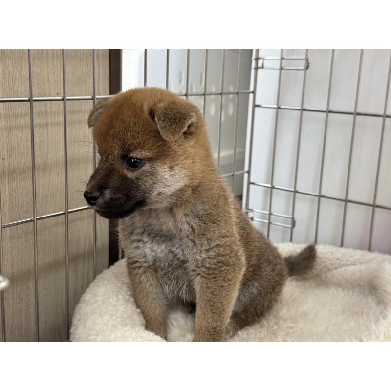 販売中の岡山県の柴犬-445997の5枚目