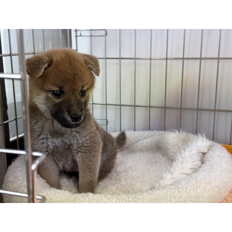 販売中の岡山県の柴犬-445997の4枚目