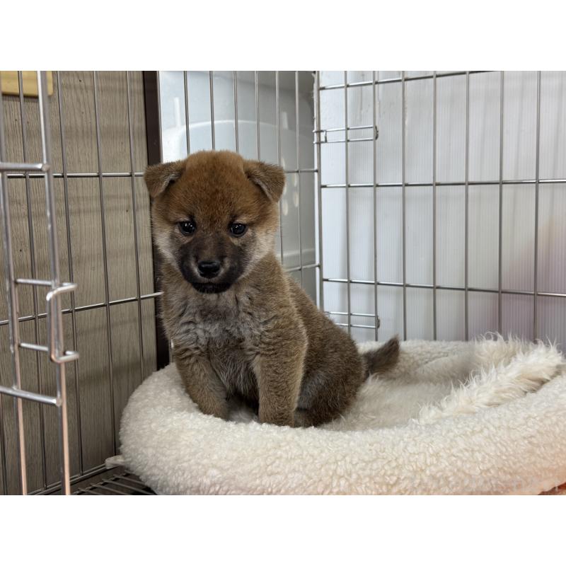 販売中の岡山県の柴犬-445997の3枚目