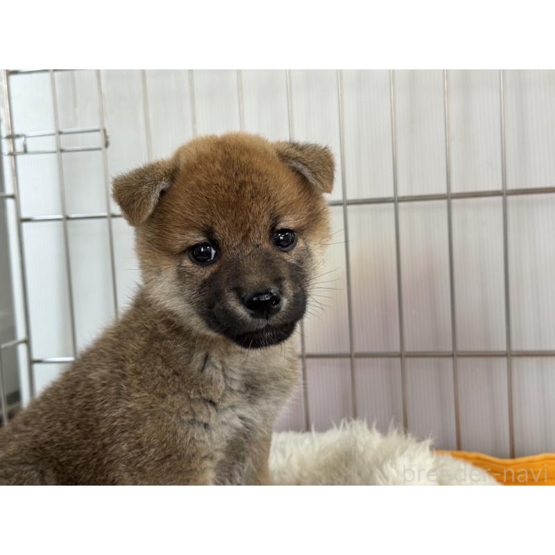 販売中の岡山県の柴犬-445997