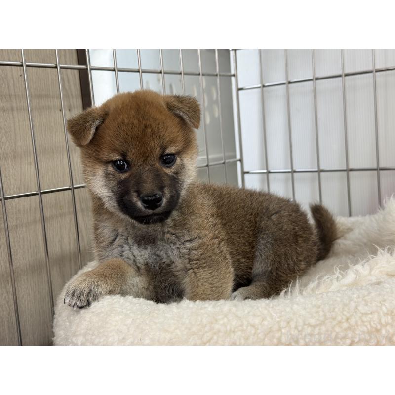 販売中の岡山県の柴犬-445997の2枚目