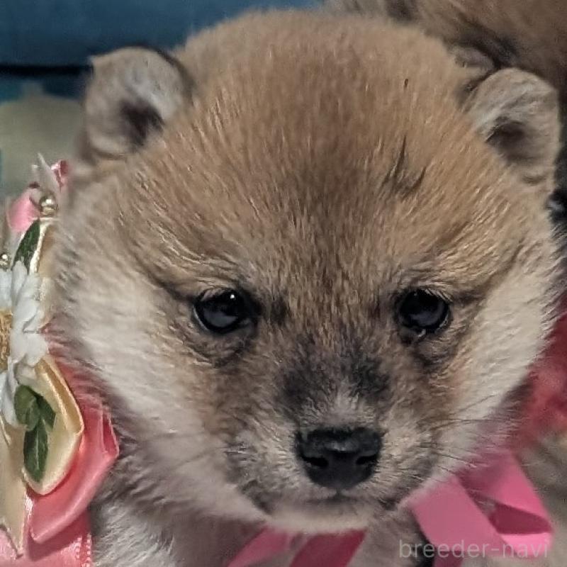 販売中の岡山県の豆柴-444008